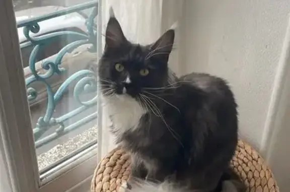 Chat perdu, Le Mans, photo: Chatte Maine Coon perdue, Rue Montesquieu
