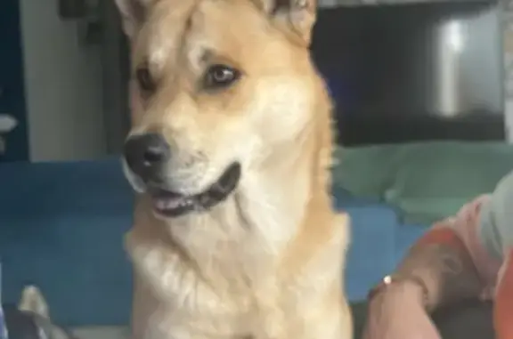 Chien perdu Hagetmau, photo : Husky/Malinois marron perdu à Hagetmau