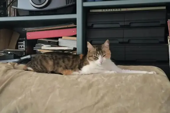 Animaux perdus Paris, photo: Chatte tricolore perdue à Paris 6e
