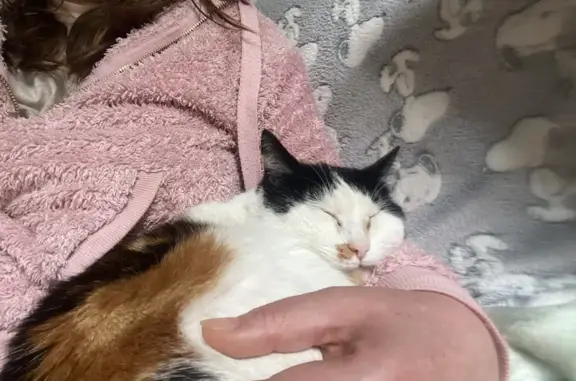 Animaux trouvés Rouen, photo: Chatte perdue, 5 ans, Rue du Progrès