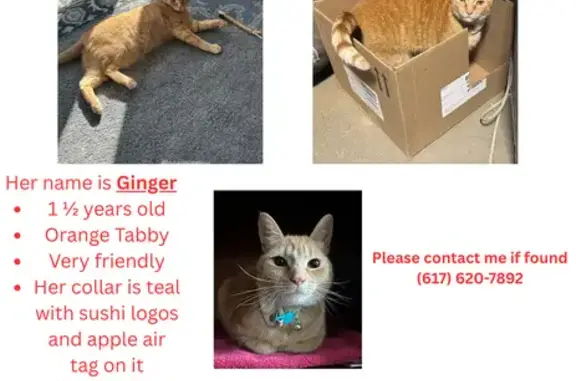 Missing: Sweet Orange Tabby, Ginger