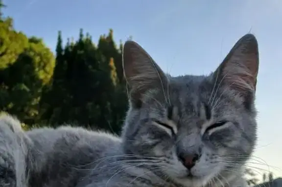 Chat gris tigré trouvé à Mareuil-sur-Lay - photo
