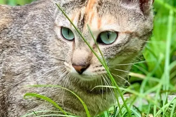 Chat perdu, , photo: Chatte tigrée perdue, rue Engelgrund