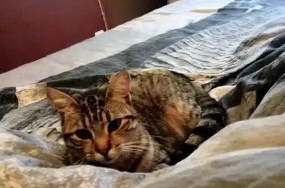 Chatte tigrée perdue à Sérent - photo