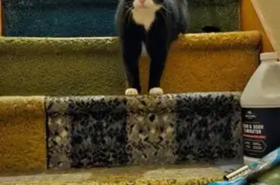 Lost: Large Black & White Cat, 8th Ave