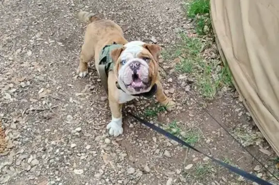 Lost Fawn Dog: Unique Eyes in Haskell