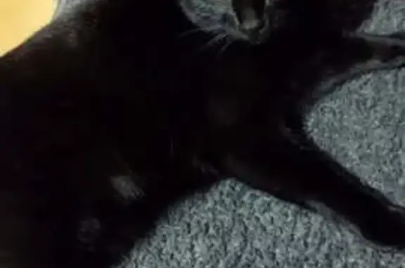 Chat perdu, , photo: Chatte noire perdue, 2 ans, œil voilé