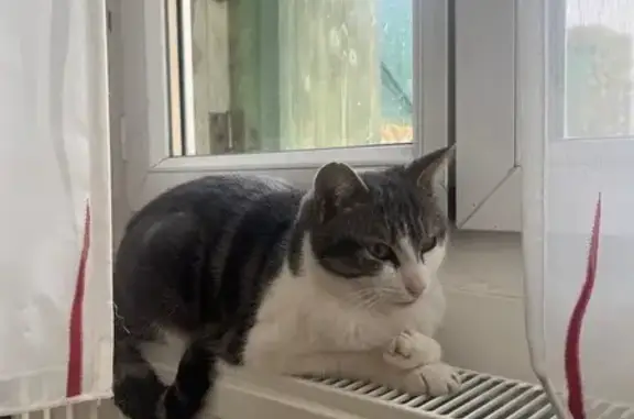 Chatte perdue, maigre et câline, St-Avertin - photo