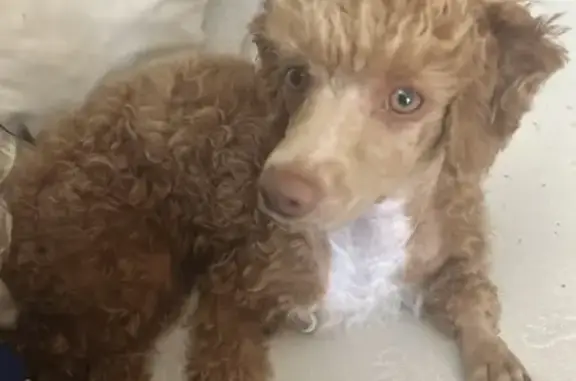 Lost Apricot Mini Poodle in Las Vegas
