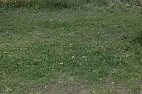 Found: White Dog on S 32nd Ave, MPLS