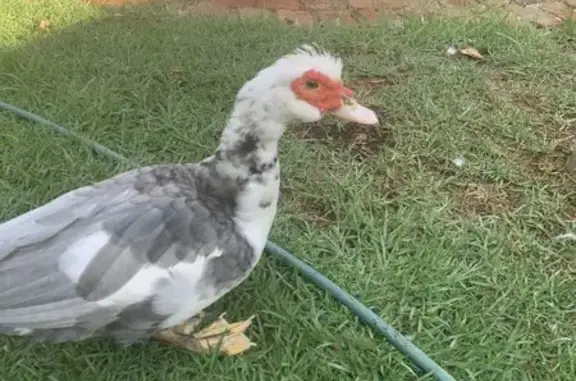 Lost Tame Muscovy Duck: Red Fa...