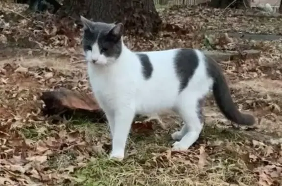 Lost Cat: Smudge - White with Dark Markings