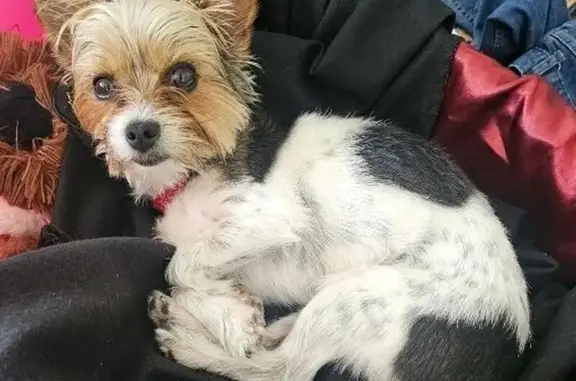 Lost Dog: Scout Spotted in Logan Area