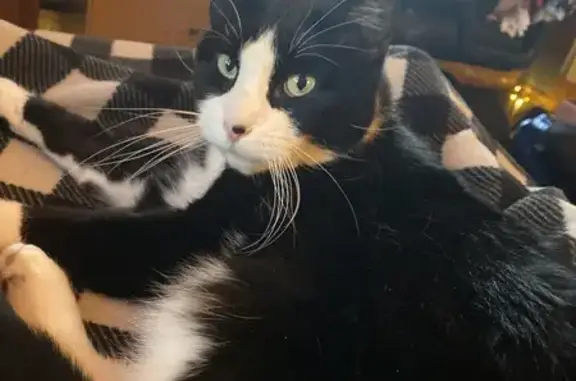 Lost Tuxedo Cat with Limp in Tracy, MN