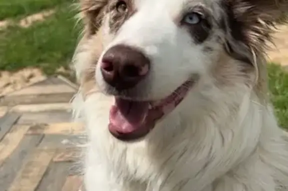 Lost Aussie: Unique Eyes, Friendly Smile