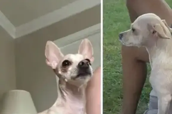 Lost Dog on Bonnie Villas Blvd, PS