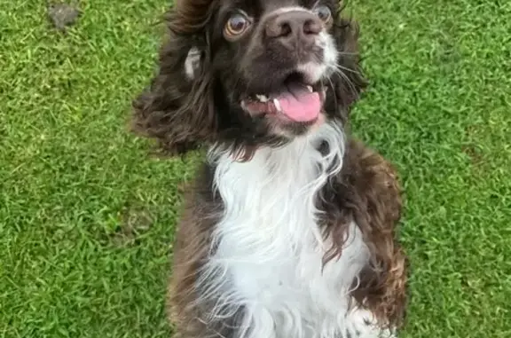 Lost Cocker Spaniel: SW Miami, 25lbs