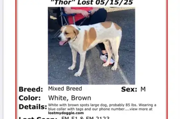 Lost Dog: Thor, White & Brown, Blue Collar