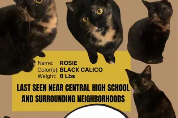 Lost Cat: Brown X on Neck, West 17th