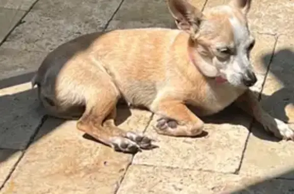 Lost Brown Chihuahua, 13, SW Miami