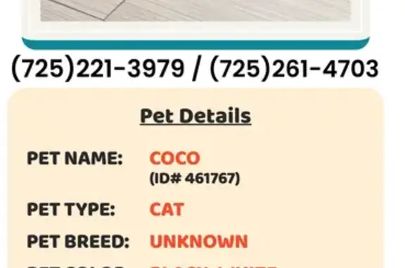 Lost Tuxedo Cat in Henderson - Help!