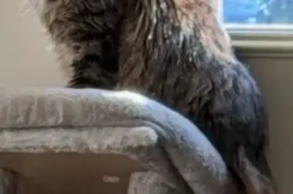 Lost Tabby Near I-40: Help Us Find Her!