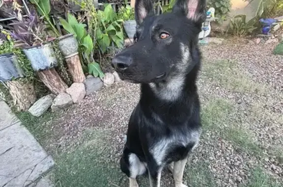 Lost Dog Zeus: Black & Blonde, Mesa Area