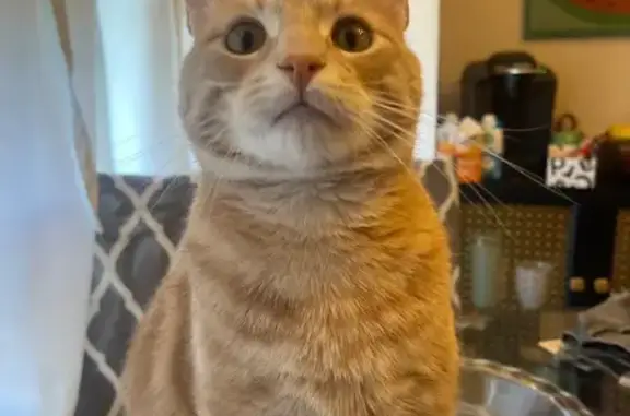 Friendly Orange Cat Missing in Benton