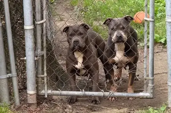 Missing dog Arkansas City, photo: Lost Grey Dog with Forehead Mark in AR