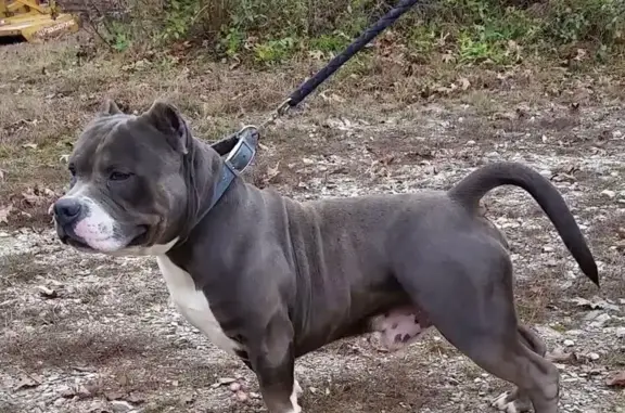 Lost Grey Dog: Marked Forehead, Hinkson Rd