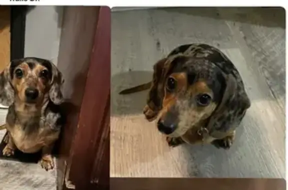 Lost Mini Dachshund: ZERO in Riverwood