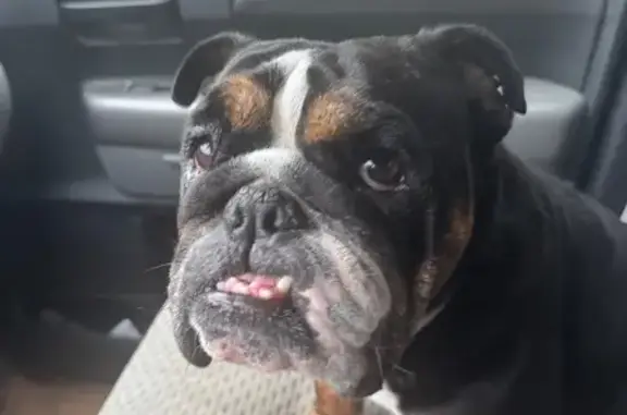 Lost Dog: Sweet Girl in Kings Mountain