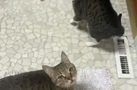 Lost Cats: Birdy & Dovey in Osterville