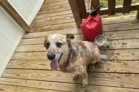 Friendly Red Heeler Mix Found...