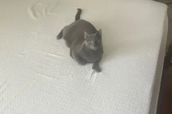 Lost Cat: Grey Polydactyl in Long Beach