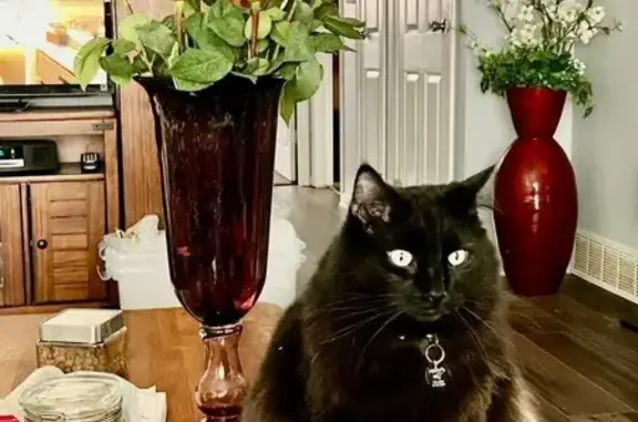 Lost: Large Bushy Cat Boo in Lansing