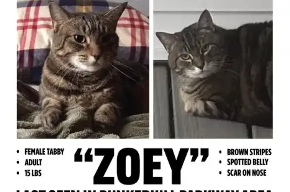 Lost: Zoey, 12-Year-Old Tabby, Bunker Hill
