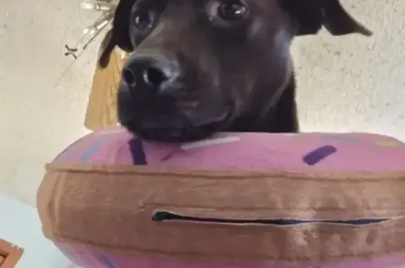 3-Legged Skittish Lab Lost on Madison St.