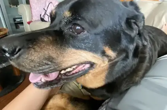 Lost 120lb Rottweiler on Isabella Ave