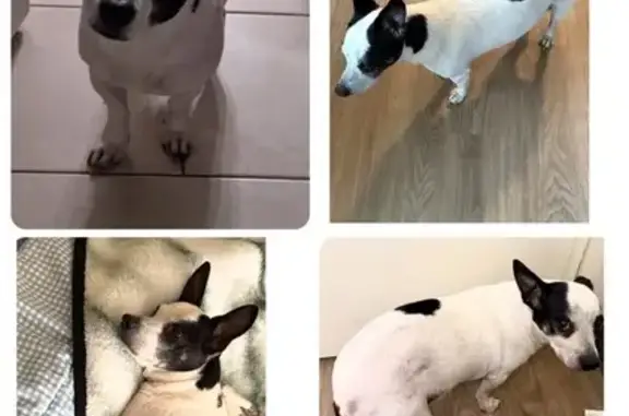 Lost Jack Chi: Black/White, $500 Reward
