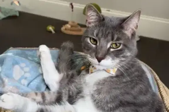Lost Cat Alert: NE Taylor St, MPLS