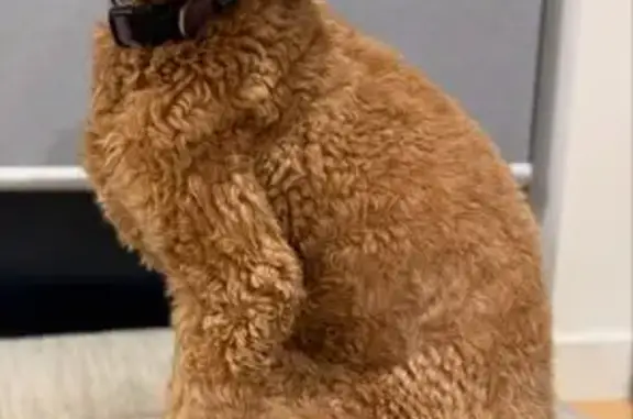 Lost Groodle: Brown Curly Fur in East Killara