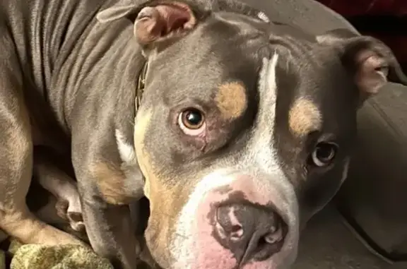 Lost Tricolor Pitbull: Chubbz Missing