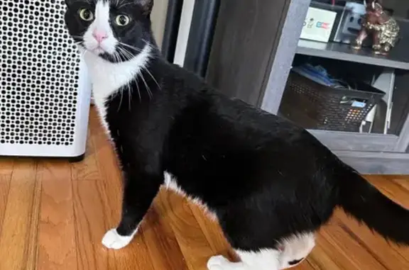 Lost Tuxedo Cat: White Tip Tail in Chicago