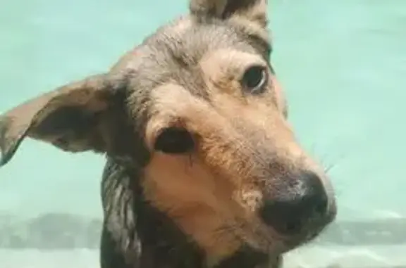 Lost Dog: Big-Eared Mix in Queensburgh