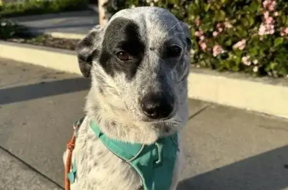 Lost: Skittish Heeler Mix in Lancaster