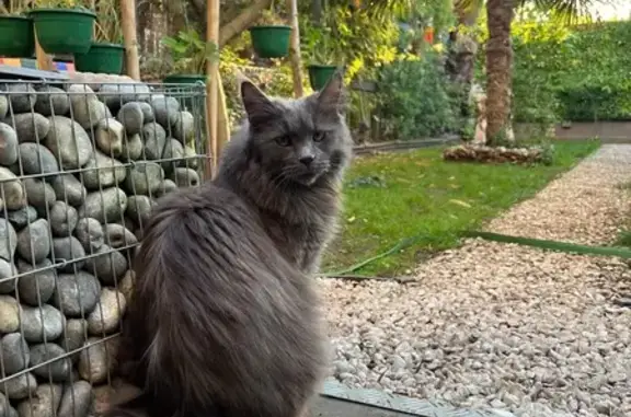 Animaux perdus Champigny-sur-Marne, photo: Chatte Maine Coon grise perdue à Champigny