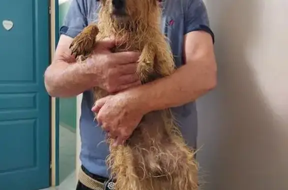 Chien trouvé Septfonds, photo: Chien beige frisé trouvé Chemin de Finelle