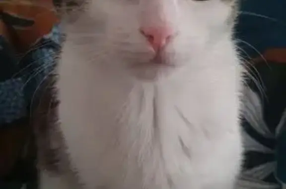 Animaux perdus La Peyratte, photo: Chatte perdue, Blanche tigrée, La Peyratte