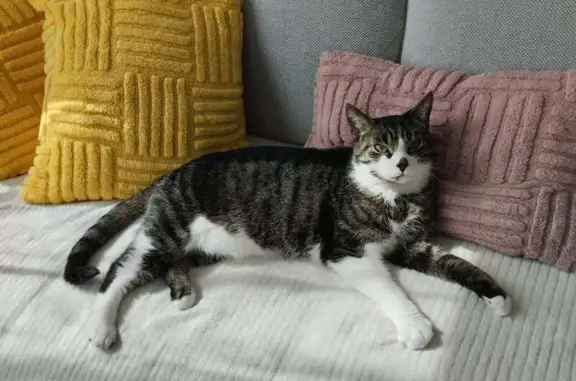 Chat perdu : noir/marron/blanc, craintif - photo